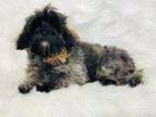 Cavapoo Puppy for sale in Hersey, MI, USA