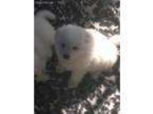 American Eskimo Dog Puppy for sale in Quincy, MA, USA