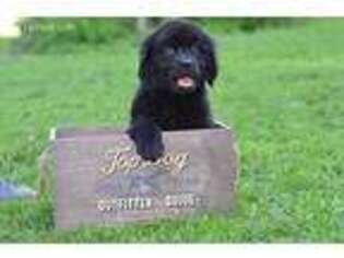 Newfoundland Puppy for sale in West Brookfield, MA, USA