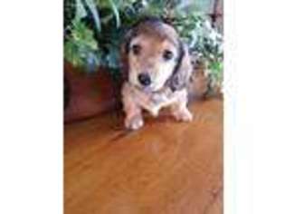 Dachshund Puppy for sale in Hustisford, WI, USA