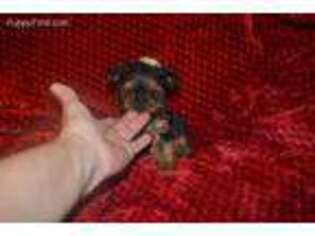 Yorkshire Terrier Puppy for sale in Warrensburg, MO, USA