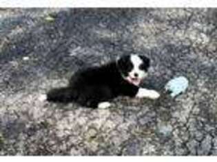 Border Collie Puppy for sale in Winnebago, IL, USA
