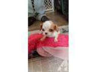 Cavalier King Charles Spaniel Puppy for sale in EDGERTON, WI, USA