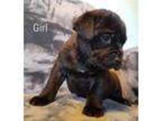 Cane Corso Puppy for sale in Yucaipa, CA, USA