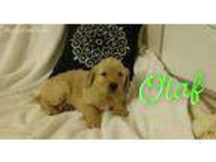 Golden Retriever Puppy for sale in Wapakoneta, OH, USA