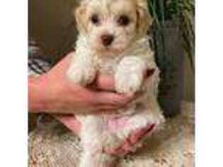 Havanese Puppy for sale in North Vernon, IN, USA