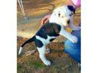 American Bulldog Puppy for sale in Decatur, TN, USA