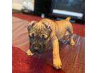 Cane Corso Puppy for sale in Madison Heights, VA, USA