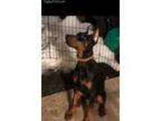 Doberman Pinscher Puppy for sale in Liberty, NY, USA