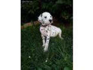 Dalmatian Puppy for sale in Sharpsburg, MD, USA