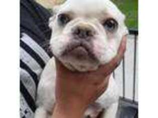 French Bulldog Puppy for sale in Santaquin, UT, USA