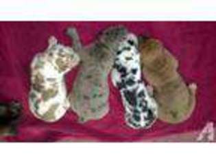 Great Dane Puppy for sale in ADAMS CENTER, NY, USA