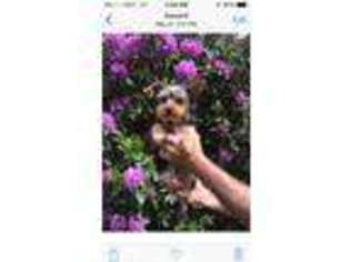 Yorkshire Terrier Puppy for sale in Seward, PA, USA