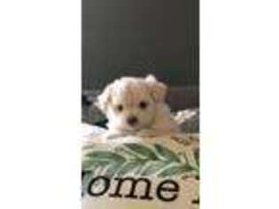 Shih-Poo Puppy for sale in Walnut Cove, NC, USA