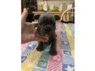 French Bulldog Puppy for sale in Cross Hill, SC, USA