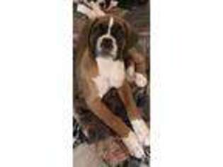 Boxer Puppy for sale in Mooresville, IN, USA