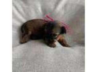 Yorkshire Terrier Puppy for sale in Auburn, AL, USA
