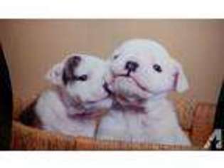 Bulldog Puppy for sale in LAUREL, MS, USA