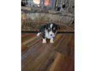 Pembroke Welsh Corgi Puppy for sale in Morris, OK, USA