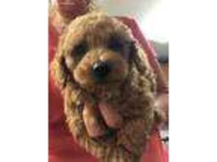 Mutt Puppy for sale in Jewell, IA, USA