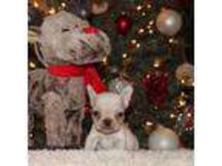 French Bulldog Puppy for sale in George West, TX, USA