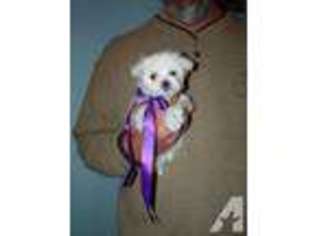 Maltese Puppy for sale in SAVANNAH, TN, USA