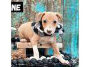 Italian Greyhound Puppy for sale in Pleasant Grove, UT, USA