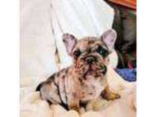 French Bulldog Puppy for sale in Sterling, CO, USA