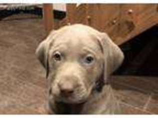 Labrador Retriever Puppy for sale in Batesville, IN, USA