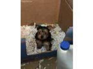 Yorkshire Terrier Puppy for sale in Rapidan, VA, USA