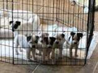 Jack Russell Terrier Puppy for sale in Arvonia, VA, USA