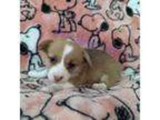 Pembroke Welsh Corgi Puppy for sale in Palm Springs, CA, USA