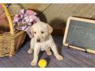 Labrador Retriever Puppy for sale in Hasty, CO, USA