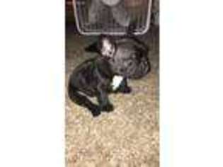 French Bulldog Puppy for sale in Flint, MI, USA