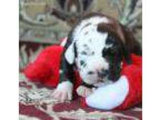 Great Dane Puppy for sale in Overbrook, KS, USA