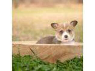 Pembroke Welsh Corgi Puppy for sale in Waverly Hall, GA, USA