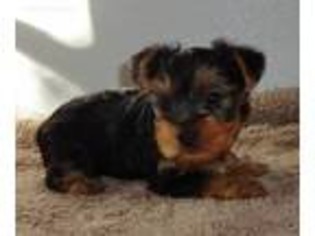 Yorkshire Terrier Puppy for sale in Northport, AL, USA