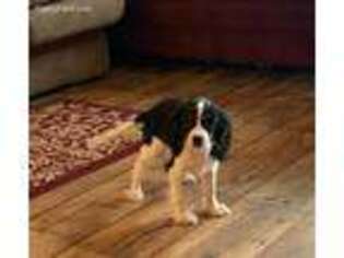 Cavalier King Charles Spaniel Puppy for sale in Commodore, PA, USA