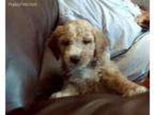 Goldendoodle Puppy for sale in Churubusco, IN, USA