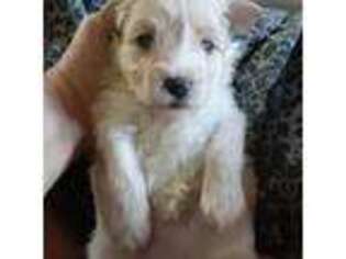 Mutt Puppy for sale in Danbury, NC, USA
