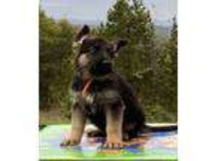 German Shepherd Dog Puppy for sale in Gainesville, MO, USA