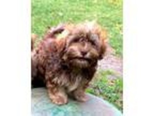 Havanese Puppy for sale in Kerrville, TX, USA