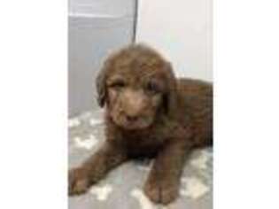 Labradoodle Puppy for sale in Highland, IL, USA