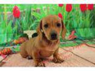 Dachshund Puppy for sale in Hickory, NC, USA