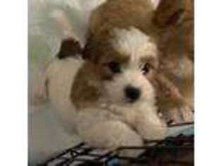 Cavapoo Puppy for sale in Piscataway, NJ, USA