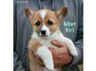 Pembroke Welsh Corgi Puppy for sale in Atoka, OK, USA