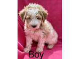 Goldendoodle Puppy for sale in Marion, MI, USA