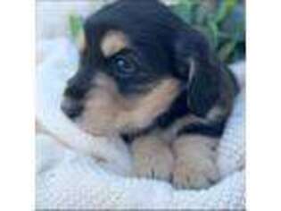 Dachshund Puppy for sale in Nampa, ID, USA