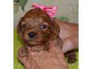 Cavapoo Puppy for sale in Colcord, OK, USA