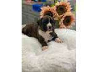 Boxer Puppy for sale in Stafford, VA, USA